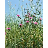 Pflanzen Für Dich Centaurea jacea, Wiesen-Flockenblume, ca. 9x9 cm