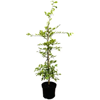 Pflanzen Für Dich Carpinus betulus, c 3 60- 100