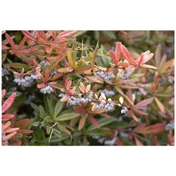 Berberis julianae, Immergrüne Berberitze, 50–60 cm