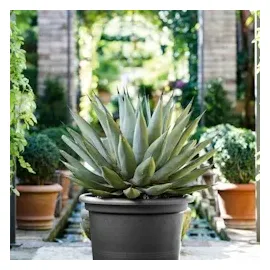 Euro3Plast Geo Ø 20 x 15 cm anthrazit