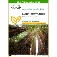 SAFLAX - Küsten - Mammutbaum - 50 Samen -