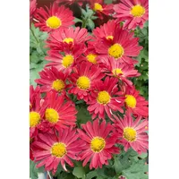 Pflanzen Für Dich Chrysanthemum zawad.'Duchess of Edinburgh' ca. 9x9