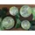 CreaTable Tropicana Kombiservice 16-tlg. grün