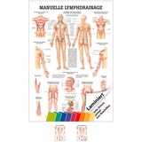 Sport-Tec Manuelle Lymphdrainage Mini-Poster Anatomie 34x24 cm medizinische Lehrmittel