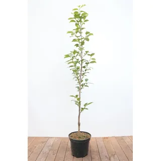 Pflanzen Für Dich Diospyros kaki 'Ernesto', Kaki, 125–150 cm, süß und saftig