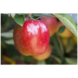Malus 'Braeburn', Apfelbaum, 150–200 cm
