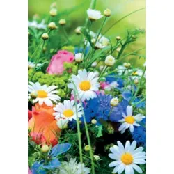 Allgemeine Karte ohne Text 49-1366