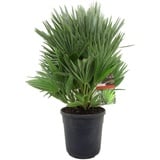 Plant in a Box - Chamaerops Humilis 'Vulcano' - Mediterrane Zwergpalme - Winterhart - Topf 24cm - Höhe 45-55cm