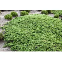 Pflanzen Für Dich Juniperus communis Green Carpet Bodendecker 20-30