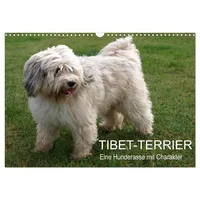 Calvendo Tibet-Terrier - Eine Hunderasse mit Charakter (Wandkalender 2026