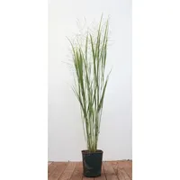 Pflanzen Für Dich Panicum virgatum Northwind Rutenhirse Aufrecht 3-5 Liter Container