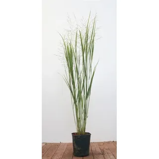 Pflanzen Für Dich Panicum virgatum Northwind Rutenhirse Aufrecht 3-5 Liter Container