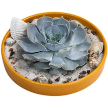 Dehner Pflanzen-Arrangement Ibiza, ca. Ø19/H8 cm, Gelb, Grün