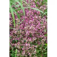 Pflanzen Für Dich Origanum laevigatum 'Hopley', Dost ca. 9x9