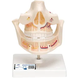 Gebissmodell eines Erwachsenen - 3B Smart Anatomy