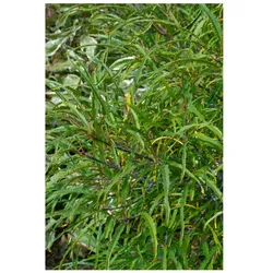 Rhamnus frangula 'Asplenifolia', Faulbaum, filigran, 60–80 cm