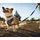 Ruffwear Front Range Flex Hundegeschirr Schwarz S