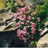 pflanzen-für-dich.de Pflanzen für Dich Staude Geranium dalmaticum, 1 St., Dalmatiner-Storchschnabel, Dalmatinischer Storchschnabel rosa
