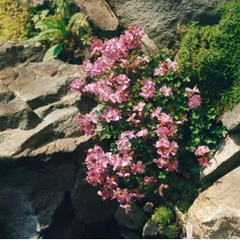 pflanzen-für-dich.de Pflanzen für Dich Staude Geranium dalmaticum, 1 St., Dalmatiner-Storchschnabel, Dalmatinischer Storchschnabel rosa