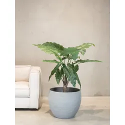 Pfeilblatt - Alocasia Pflanze aus Kunststoff