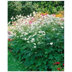 Anemone japonica 'Whirlwind', Herbst-Anemone, weiß, ca. 9x9 cm Topf