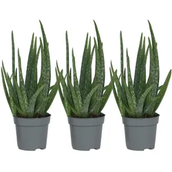 Plant in a Box Aloe Barbadensis - Aloe Vera 3er Set Höhe 25-40cm