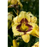 Pflanzen Für Dich Hemerocallis x cult.'El Desperado' p 1