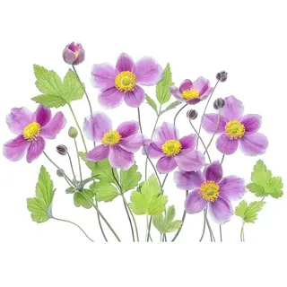 Papermoon Premium collection Fototapete Lila Blume  (B x H: 300 x 223 cm, Vlies)