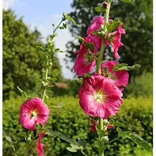 Rote Stockrose - Alcea rosea - lebende Gartenpflanze aus den Baumschulen