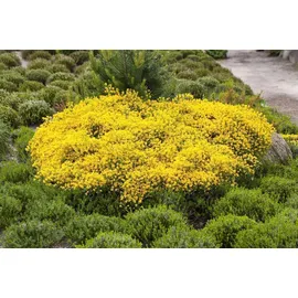 Pflanzen Für Dich Cytisus Beanii Ginster Gelb 30–40 cm
