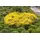 Pflanzen Für Dich Cytisus Beanii Ginster Gelb 30–40 cm