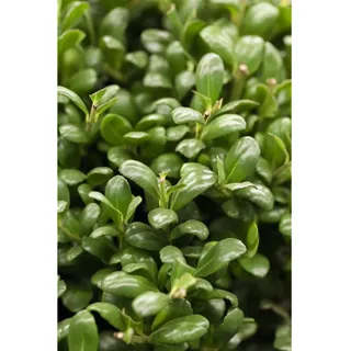 Pflanzen Für Dich Ilex crenata 'Convexa' 40-50 cm