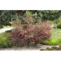 Pflanzen-für-dich.de - Cytisus scoparius 'Boskoop Ruby' c 2 30-