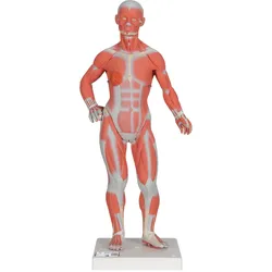 Mini Muskelfigur mit abnehmbarer Bauchdecke, 2-teilig - 3B Smart Anatomy