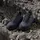 Adidas Terrex AX4 GTX Herren Shadow Navy / Wonder Steel / Semi Lucid Blue 41 1/3