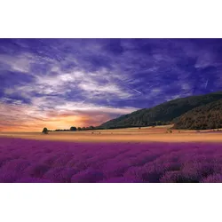 Fototapete PAPERMOON "PANORAMA-LANDSCHAFT VIOLETT GEBIRGE WIESE FELD LAVENDEL", bunt, B:3,50m L:2,60m, Vlies, Tapeten