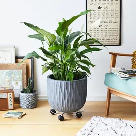 Wagner Pflanzenroller Ø 30 cm