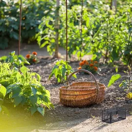 Relaxdays Lebendfalle Mäuse & Ratten 2er Set 12 x 24 x 11,5 cm