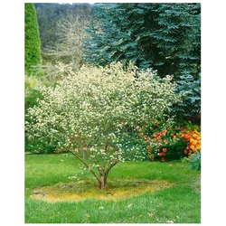 Aronia arbutifolia, Rote Apfelbeere, 60–100 cm, dekorative Früchte
