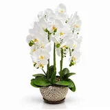 Kunstorchidee PASCH® Orchidee künstlich wie echt in Hochglanz-Keramiktopf Orchidee, PASCH, Hochglanz Keramiktopf
