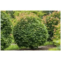 Pflanzen Für Dich Acer platanoides 'Globosum', Kugelahorn, 80 cm