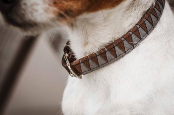 Kentucky Dogwear Hunde Halsband Triangle Hundehalsband XXS (31cm)