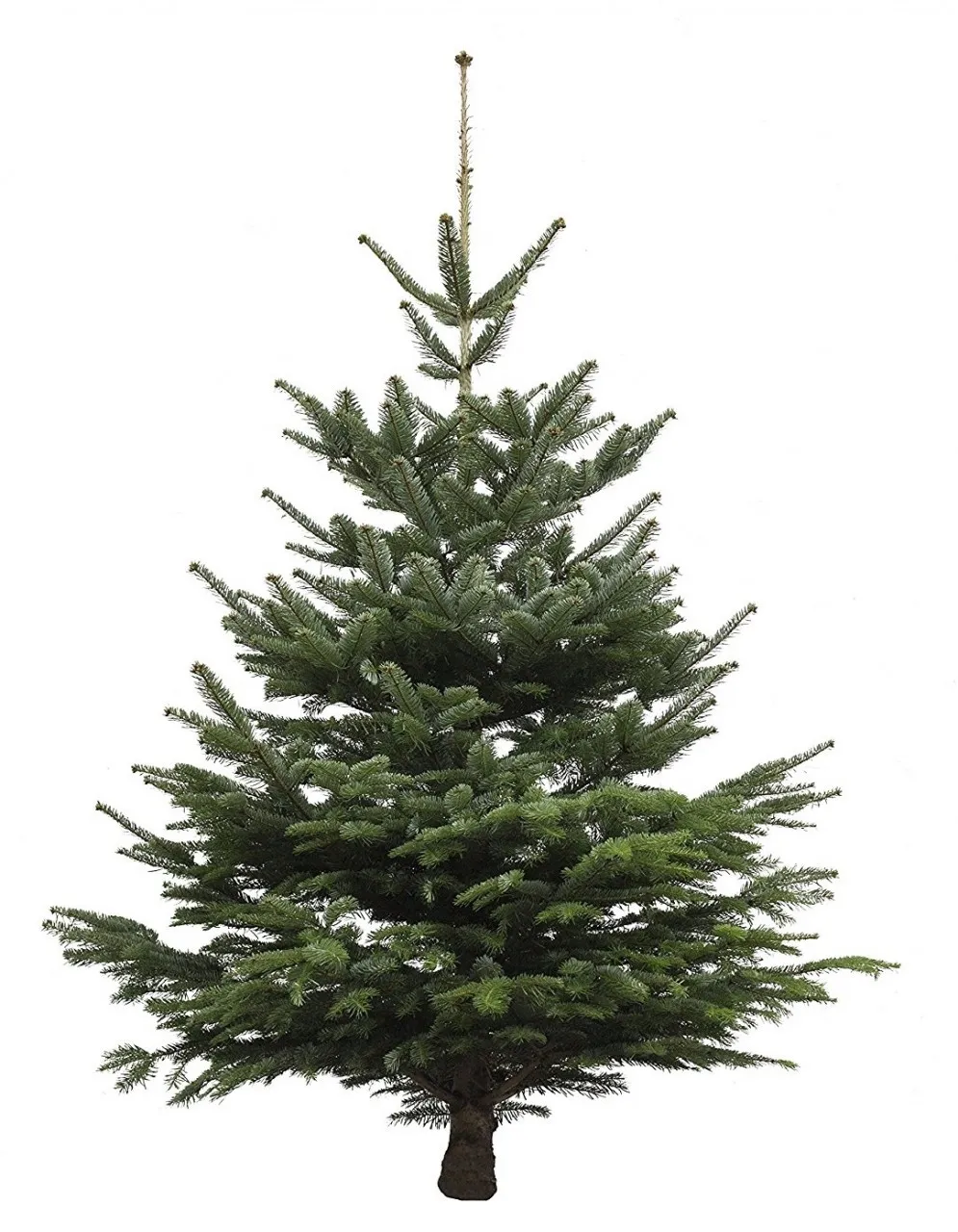 Echter Weihnachtsbaum Nordmanntanne, Höhe ca. 100 - 120 cm, Premiumqualität, ...