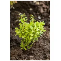 Pflanzen Für Dich Berberis thunbergii 'Maria', Heckenberberitze, gelbgrün, 30–40