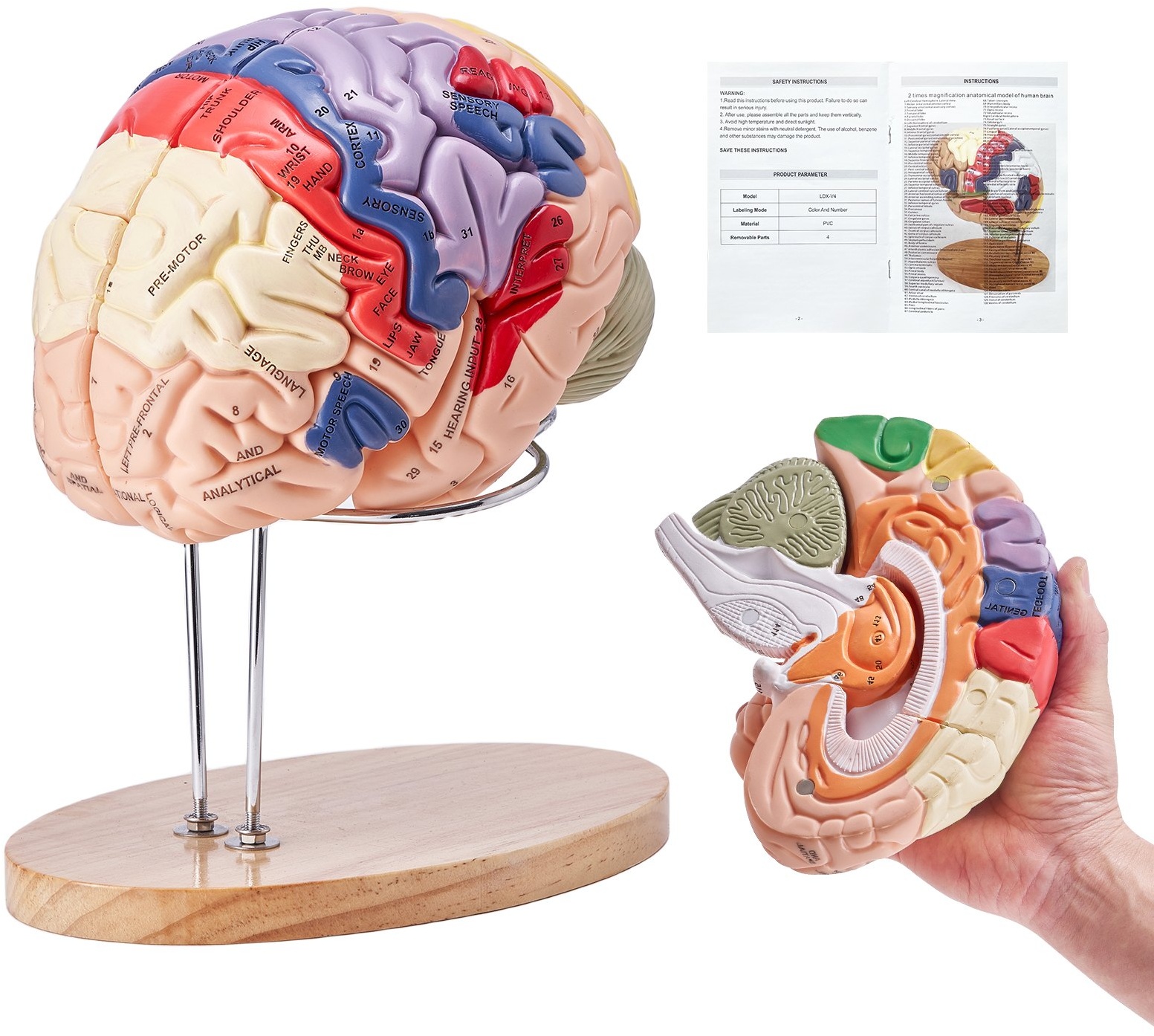 VEVOR Modell des menschlichen Gehirns, Anatomielehre, Gehirnmodell, 4-teilig, beschriftet, 2-fach vergrößert