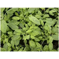 Pflanzen Für Dich Salvia officinalis 'Icterina', Gold-Salbei, buntlaubig, ca.