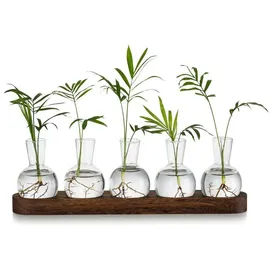 luxuskollektion Pflanzen Terrarium Glasvasen inkl. Holztablett Hydrokultur Deko Set