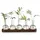 luxuskollektion Pflanzen Terrarium Glasvasen inkl. Holztablett Hydrokultur Deko Set