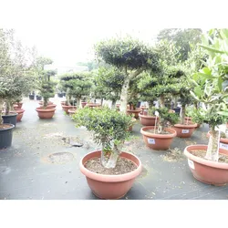 Olivenbaum Pon Pon 170 cm   4 Pon Pon Bonsai Formgehölz, winterhart