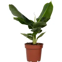 Plant in a Box - Musa 'Oriental Dwarf' -